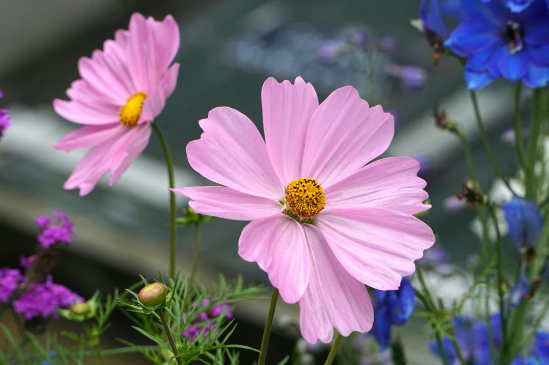 Flowers Shop Near Me: Finding the Perfect Flower Shop in Dubai for Every Occasion